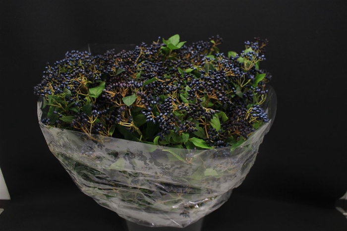 <h4>Vibur Met Bes 400gr</h4>