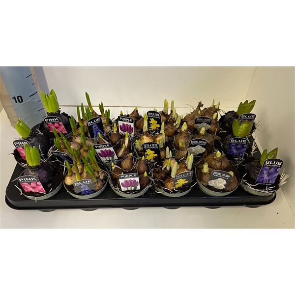 <h4>Bulbes à Fleurs, zwarte pot touch of spring</h4>
