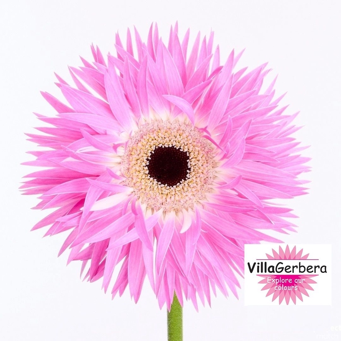 <h4>Gerbera Spider Stitch Diamond</h4>