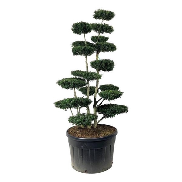 <h4>Ilex crenata 'Green Hedge'</h4>