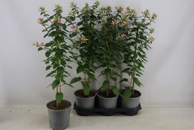 <h4>FUCHSIA OV</h4>