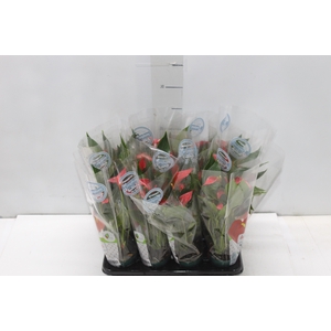 ANTHURIUM TRILLIONS RED P06