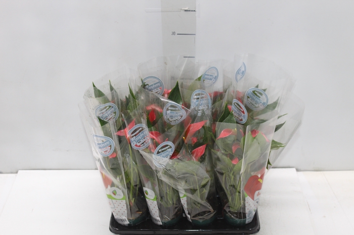 <h4>ANTHURIUM TRILLIONS RED P06</h4>