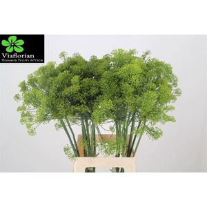 Anethum Graveolens