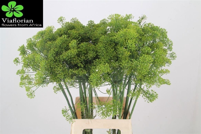 <h4>Anethum Graveolens</h4>