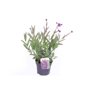 Verbena rigida Venosa