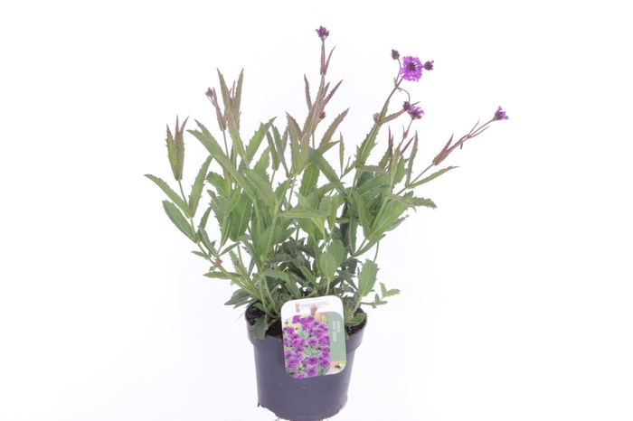 <h4>Verbena rigida Venosa</h4>