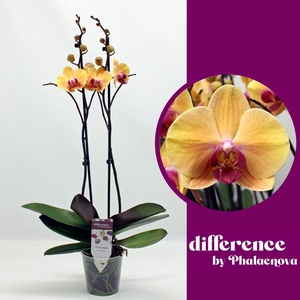 Phalaenopsis Solid Gold