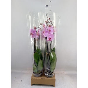 Phalaenopsis   ...rose