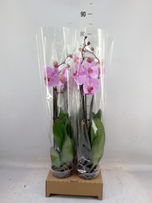 <h4>Phalaenopsis   ...rose</h4>