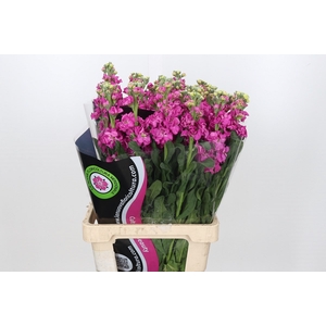 Matthiola Iron Hot Pink