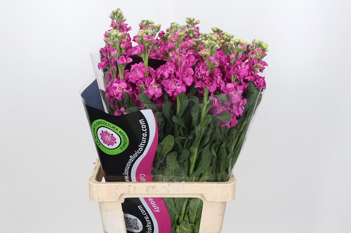 <h4>Matthiola Iron Hot Pink</h4>