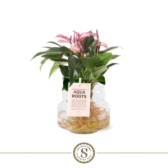 <h4>Aqua Roots Torino glas Zizou</h4>