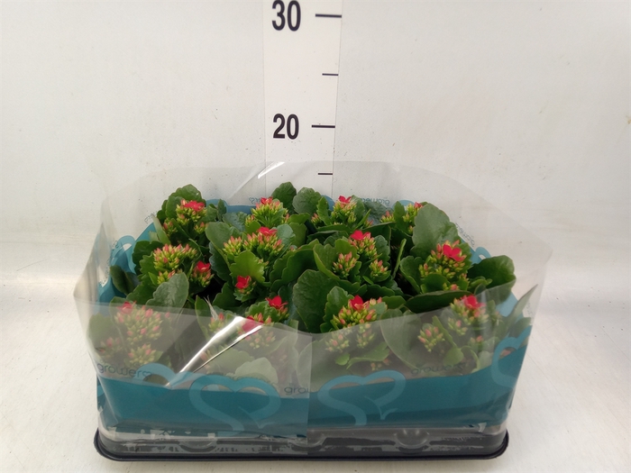 <h4>Kalanchoe   ...</h4>