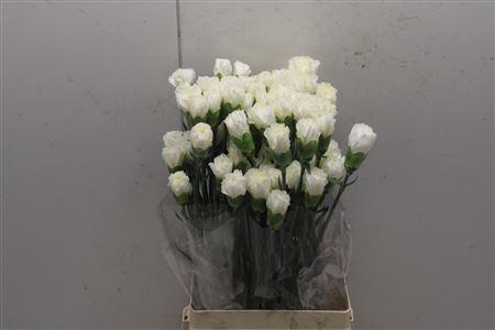 <h4>Di St Halo Creme</h4>