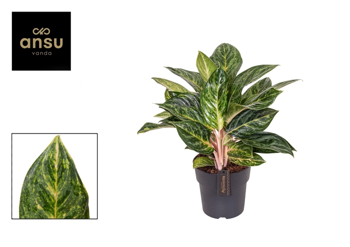 <h4>Aglaonema Peach Pearl</h4>