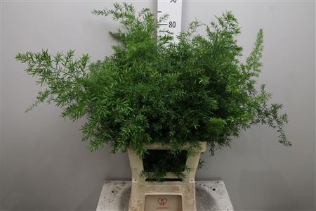<h4>Asp Dens Cwebe</h4>