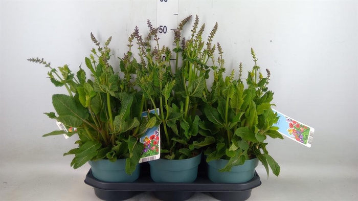 <h4>Salvia  'Fashionista Pretty In Pk'</h4>