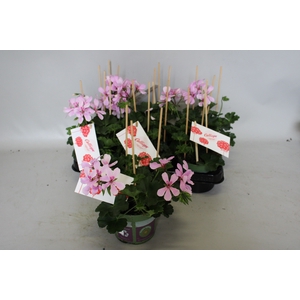 Pelargonium Calliope cascade Appelblossom