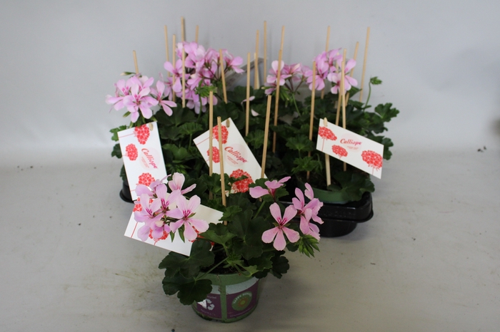 <h4>Pelargonium Calliope cascade Appelblossom</h4>