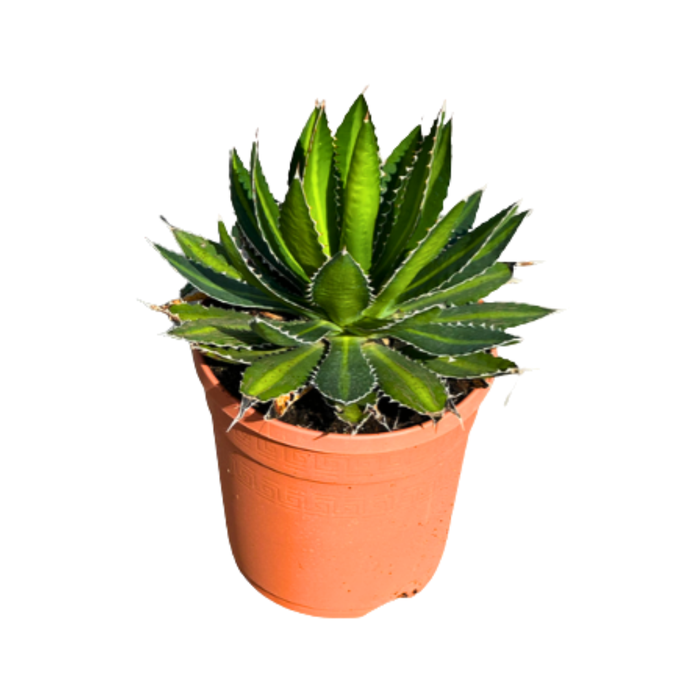 <h4>Agave overig</h4>