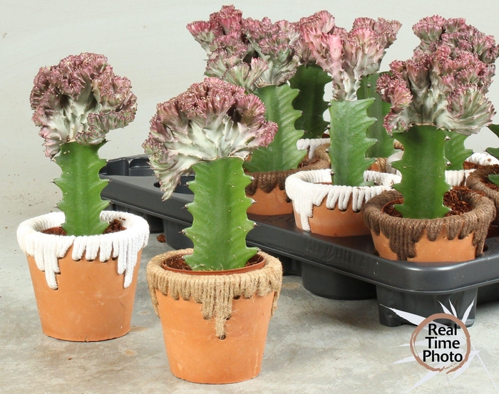 <h4>EUPHOR LAC CRISTATA</h4>