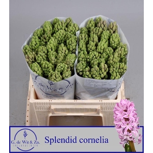 HYAC SPLEND CORNELIA