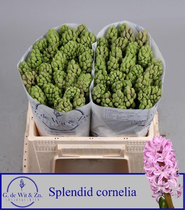 <h4>Hyac Splend Cornelia</h4>