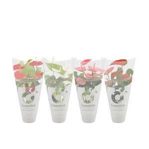 Anthurium 4 color mix in Essentials sleeve