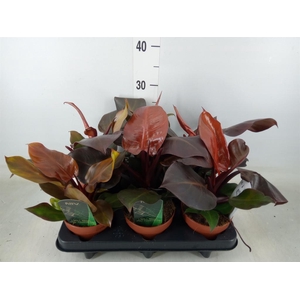 Philodendron  'Sunlight'