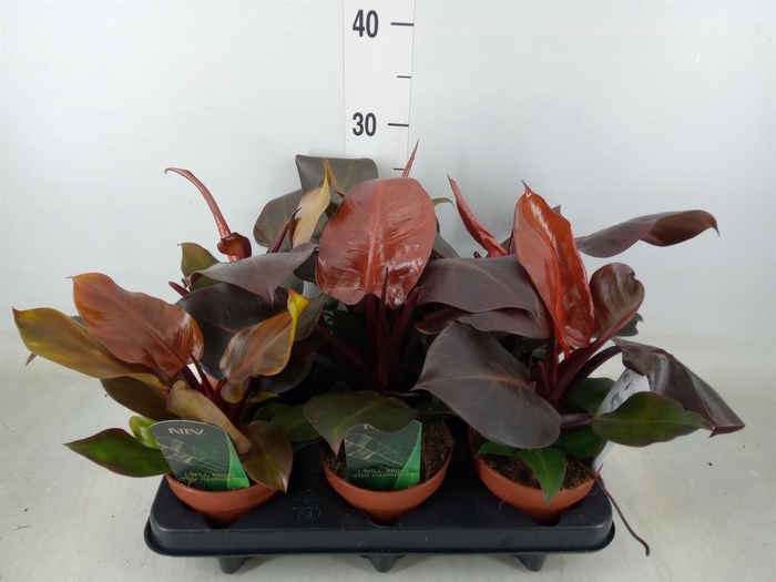 <h4>Philodendron 'Sunlight'</h4>