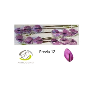 Anthurium Previa