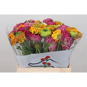 Ran Pon Pon Mix Rainbow