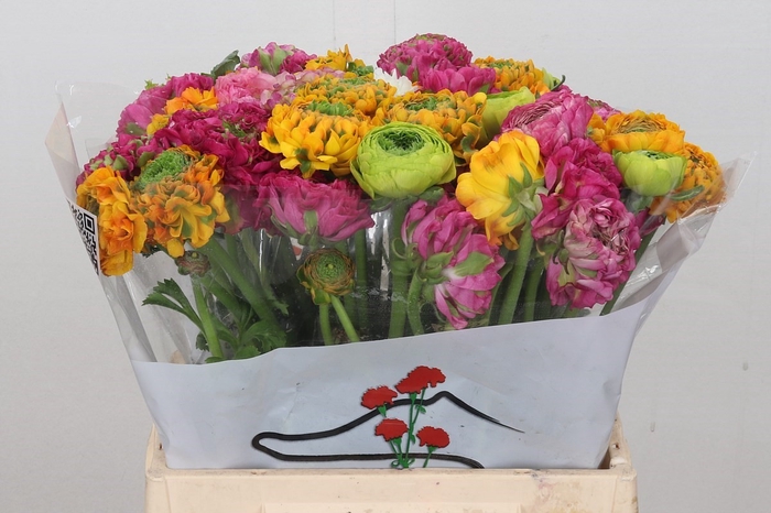 Ran Pon Pon Mix Rainbow