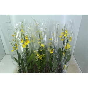 ONCIDIUM ALOHA P12