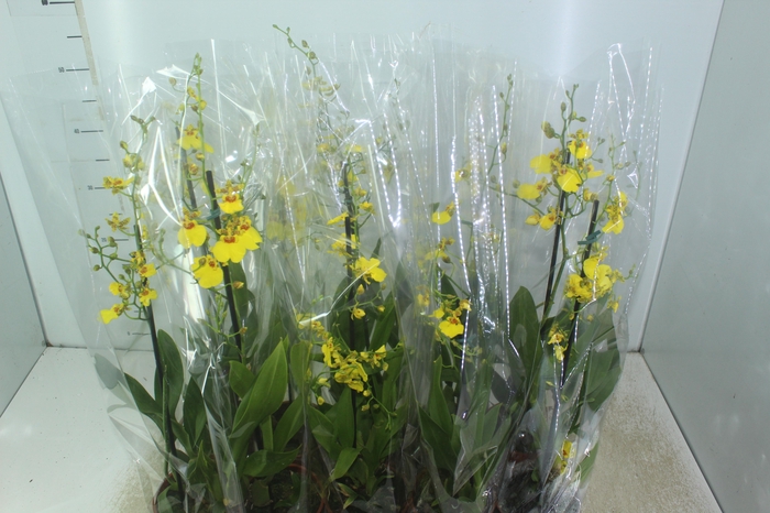 <h4>ONCIDIUM ALOHA P12</h4>