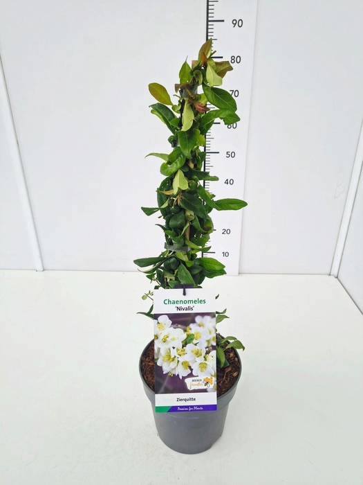 <h4>Chaenomeles speciosa</h4>