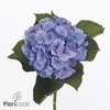 Hydrangea my heaven
