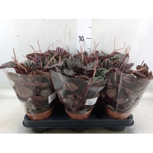 Peperomia
