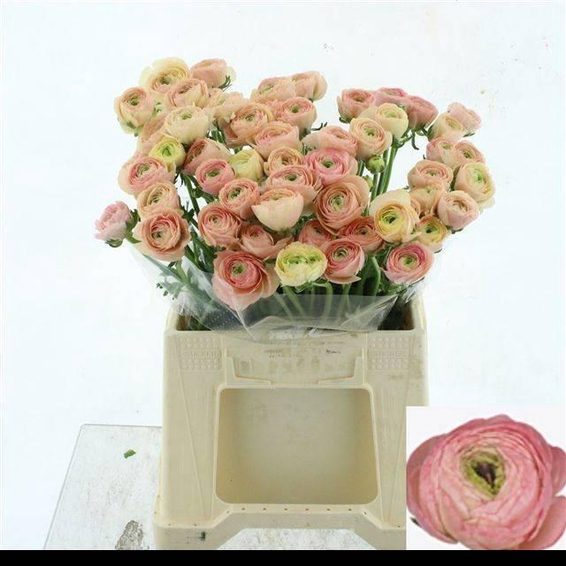 <h4>RAN SU TUAREG</h4>