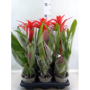 Guzmania   ...