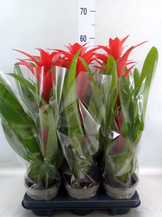 <h4>Guzmania   ...</h4>