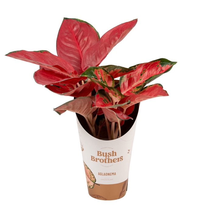 <h4>Aglaonema overig</h4>