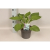 vaste planten 19 cm  Hosta Halcyon afd.1