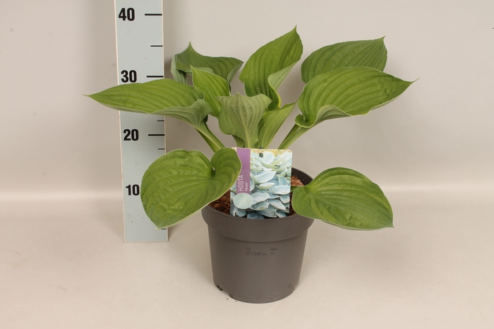 <h4>vaste planten 19 cm  Hosta Halcyon afd.1</h4>