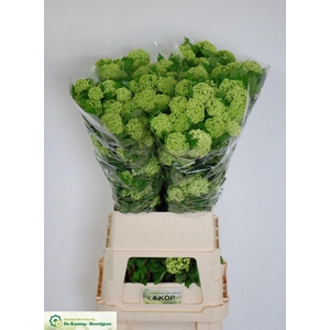 Viburnum roseum