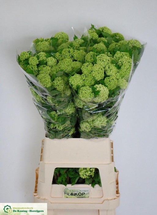<h4>Viburnum roseum</h4>
