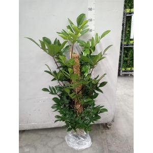 Philodendron pedatum