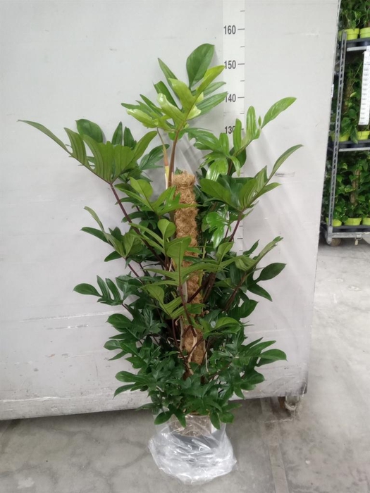 <h4>Philodendron pedatum</h4>