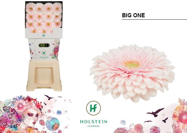 <h4>Gerbera Pomponi Big One Diamond</h4>